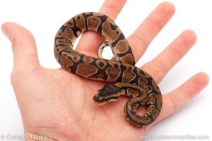 Africa Import Dinker Ball Python for sale