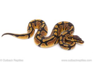 Africa Import Dinker Ball Python for sale