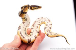 Africa Import Dinker Ball Python for sale