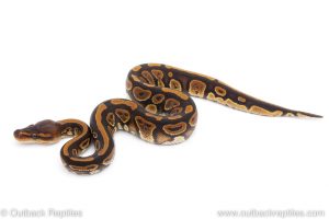 Africa Import Dinker Ball Python for sale