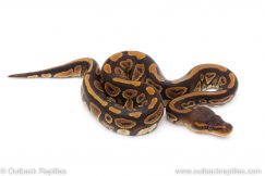 Africa Import Dinker Ball Python for sale