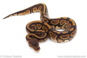 Africa Import Dinker Ball Python for sale