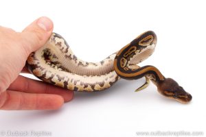 Africa Import Dinker Ball Python for sale