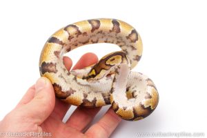 Africa Import Dinker Ball Python for sale