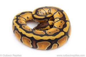Africa Import Dinker Ball Python for sale