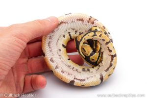 Africa Import Dinker Ball Python for sale