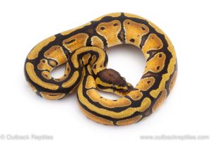 Africa Import Dinker Ball Python for sale