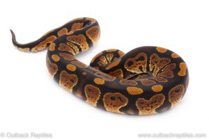 Africa Import Dinker Ball Python for sale