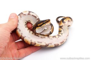 Africa Import Dinker Ball Python for sale