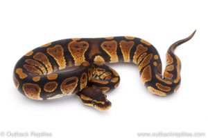 Africa Import Dinker Ball Python for sale