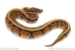 Africa Import Dinker Ball Python for sale