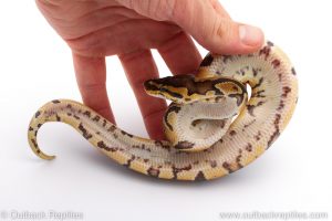 Africa Import Dinker Ball Python for sale