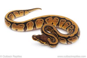 Africa Import Dinker Ball Python for sale