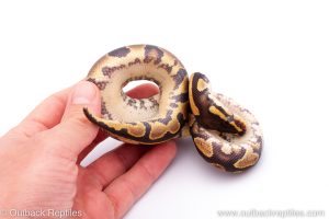 Africa Import Dinker Ball Python for sale