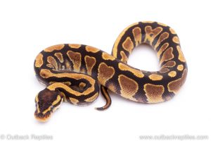 Africa Import Dinker Ball Python for sale