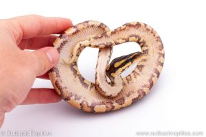 Africa Import Dinker Ball Python for sale