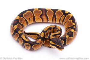 Africa Import Dinker Ball Python for sale