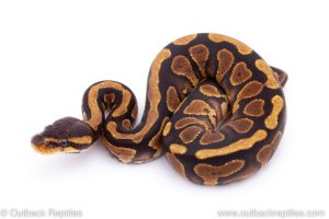 Africa Import Dinker Ball Python for sale