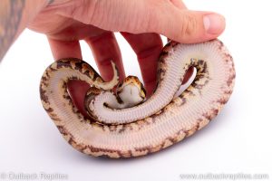 Africa Import Dinker Ball Python for sale