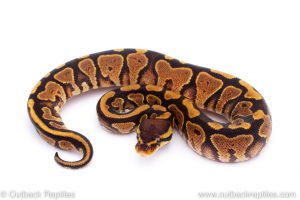 Africa Import Dinker Ball Python for sale