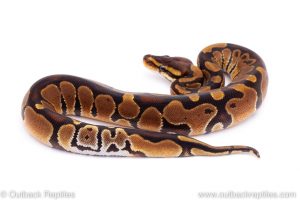 Africa Import Dinker Ball Python for sale