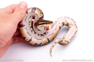 Africa Import Dinker Ball Python for sale