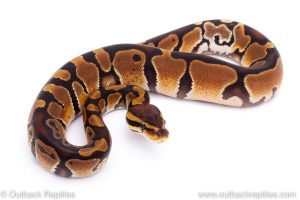 Africa Import Dinker Ball Python for sale