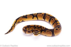 Africa Import Dinker Ball Python for sale