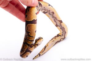 Africa Import Dinker Ball Python for sale