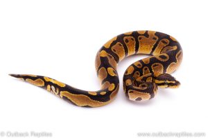 Africa Import Dinker Ball Python for sale