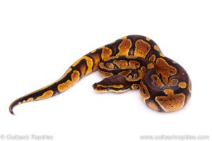 Africa Import Dinker Ball Python for sale