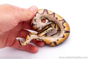 Africa Import Dinker Ball Python for sale