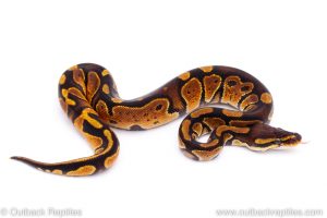 Africa Import Dinker Ball Python for sale