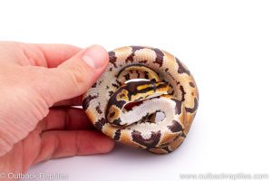 Africa Import Dinker Ball Python for sale