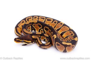 Africa Import Dinker Ball Python for sale