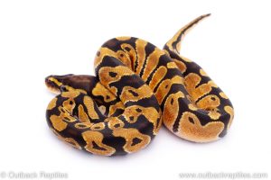 Africa Import Dinker Ball Python for sale