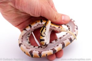 Africa Import Dinker Ball Python for sale