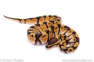 Africa Import Dinker Ball Python for sale
