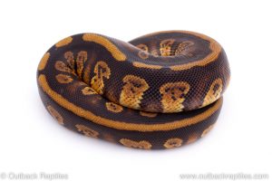 Africa Import Dinker Ball Python for sale