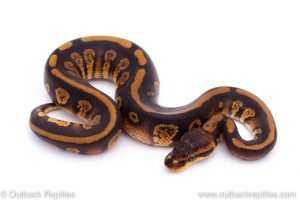 Africa Import Dinker Ball Python for sale