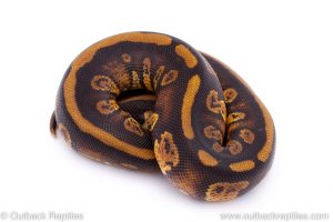 Africa Import Dinker Ball Python for sale