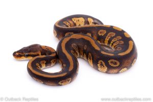 Africa Import Dinker Ball Python for sale