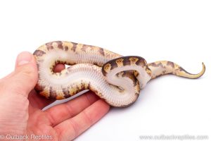 Africa Import Dinker Ball Python for sale