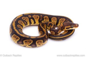 Africa Import Dinker Ball Python for sale