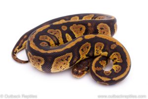 Africa Import Dinker Ball Python for sale