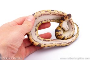 Africa Import Dinker Ball Python for sale