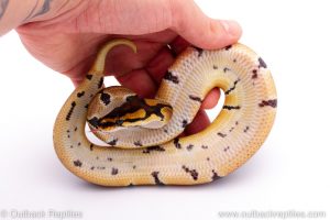 Africa Import Dinker Ball Python for sale