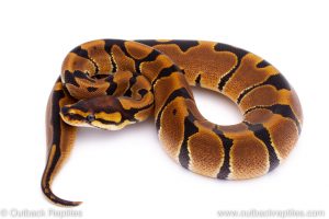 Africa Import Dinker Ball Python for sale