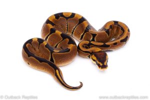 Africa Import Dinker Ball Python for sale