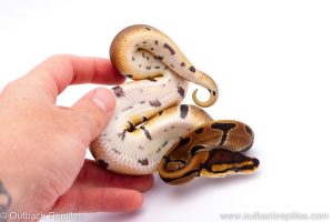 Africa Import Dinker Ball Python for sale